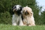 TERRIER DU TIBET 175